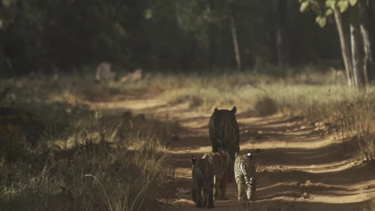 Tadoba Thriller - Tigers