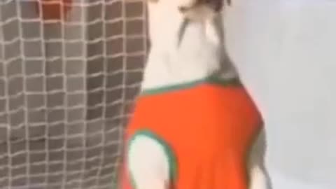 funny animal videos, funny cat and dog 2023