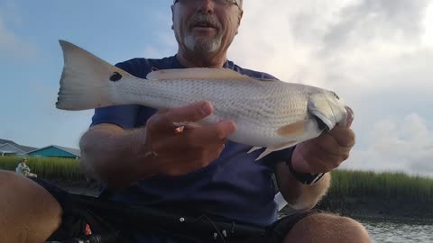 Redfish