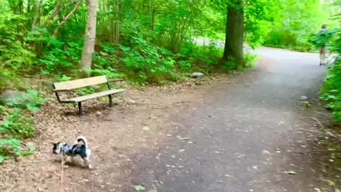 På strandpromenaden mot bilbron🐕☺️💕