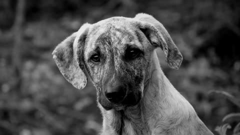 Black And White Animal Dog Domestic Mammal Colombia 🤩🤩