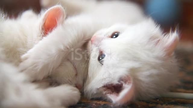 White two kitten playing sleeps bite each other