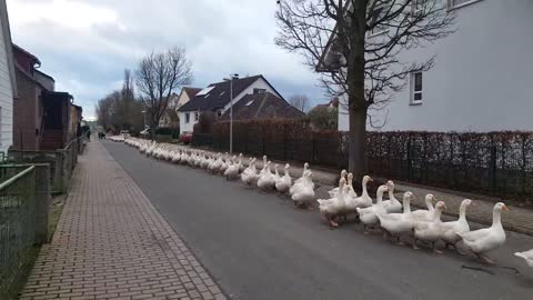 Gänsemarsch durch Zennern