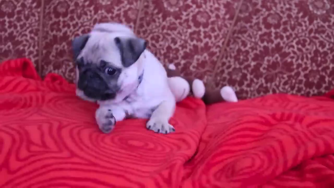 baby pug Carlos barking