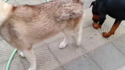Pet 🐕 Lover
