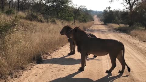 I ran into a lion on the road