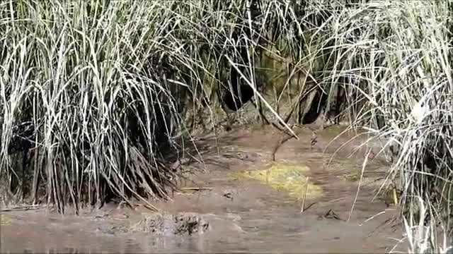 MNSA Clapper Rail with Chicks!