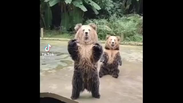 Funny Animal Voices