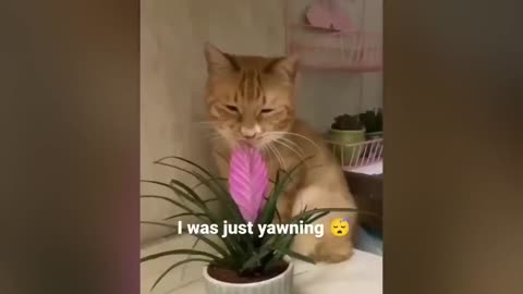 THE BEST CUTE AND FUNNY CAT VIDEOS OF 2024!