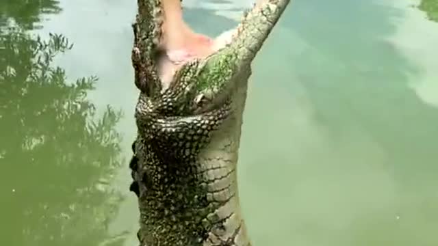 Funny videos / Best animals | Funny videos 2021 Tiktok | #Shorts