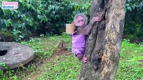 Only kids kids carton monkey fany