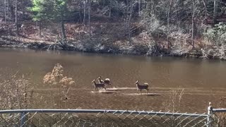 Scenic Yancey County NC #SaveAmerica VOTE RED TOMORROW ❤️ ✝️ 🇺🇸