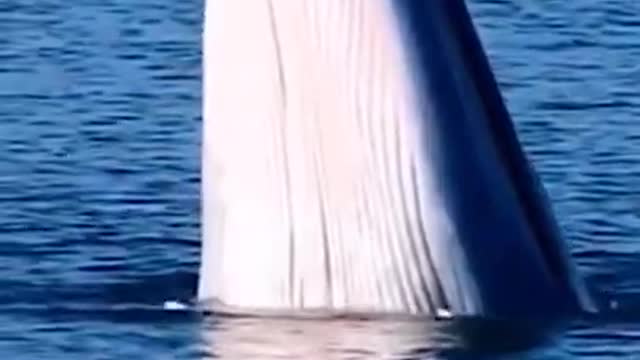 AMAZING..!!!! This is the original sound of the largest animal in the ocean