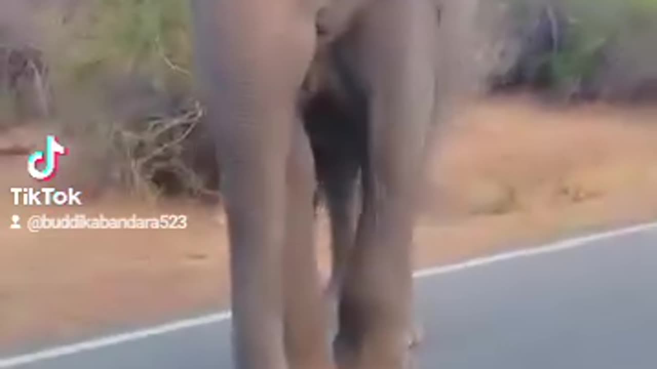 The man challenged the wild elephant