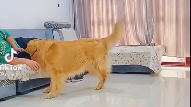 Jealous dog gets sweet revenge