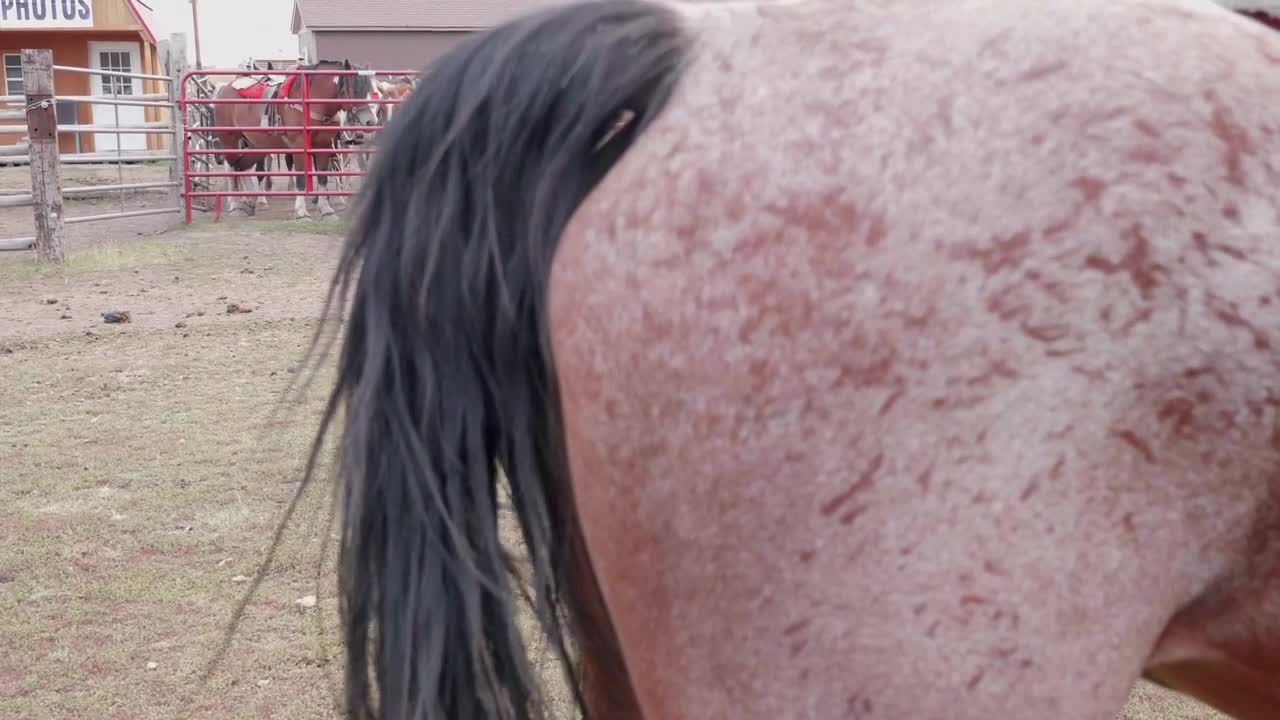 Slow Motion Shot Of Horse Whipping His Tail