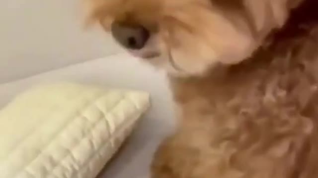 Ultimate baby dogs All time cute and funny dogs