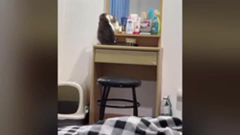 Cute cat