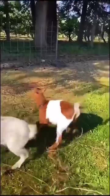 🤣🤣🤣 The Crazy Goats