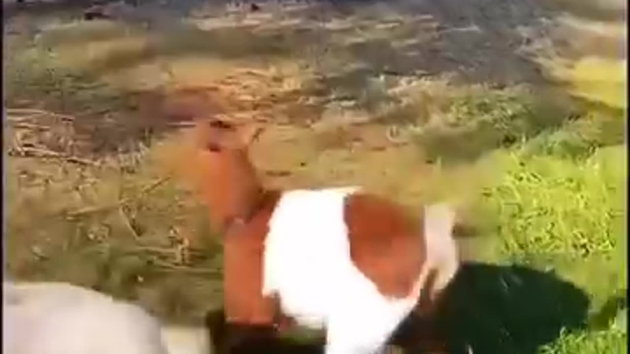 🤣🤣🤣 The Crazy Goats