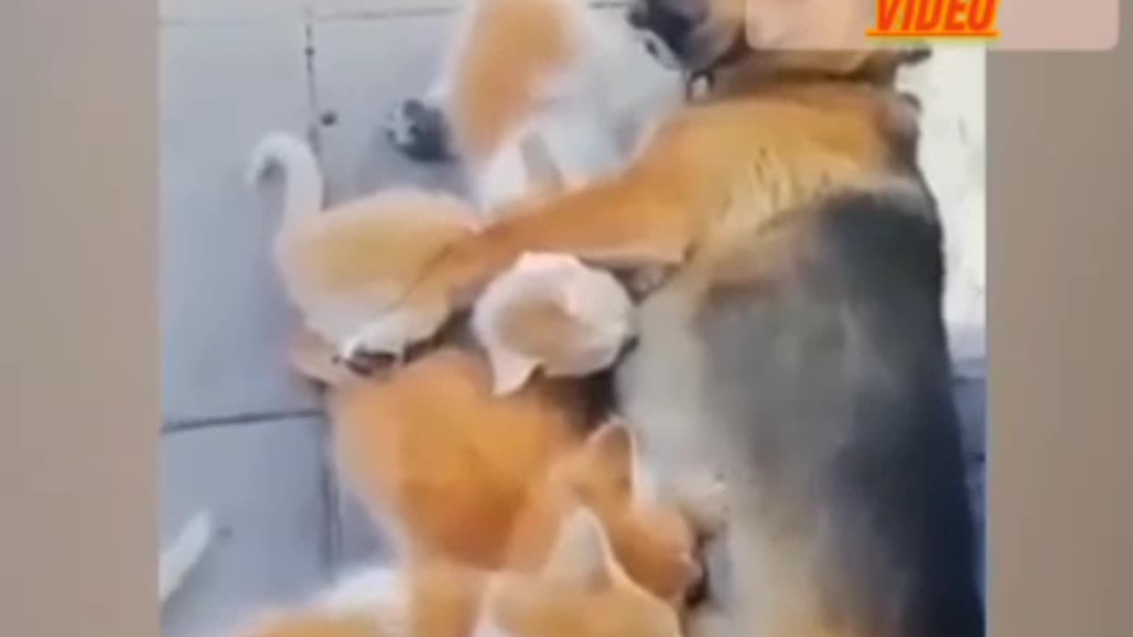 Funny animal video cat and dog 🐕🐶💗🥰