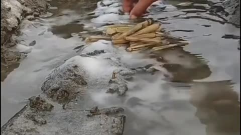 This is a beautiful and charming water-dwelling species