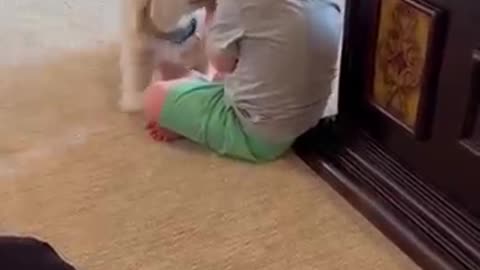 Cute dog baby playing wid boy