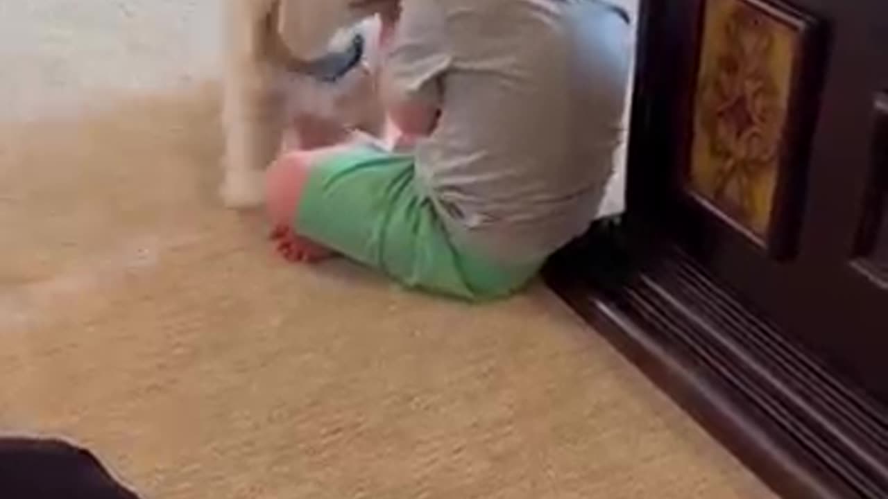 Cute dog baby playing wid boy