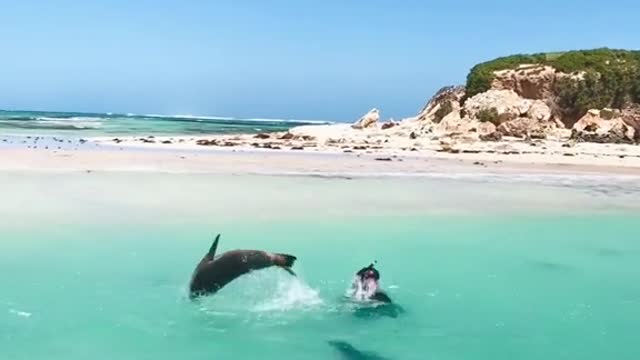 Play with dolphins