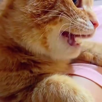 garfill cats but slim body