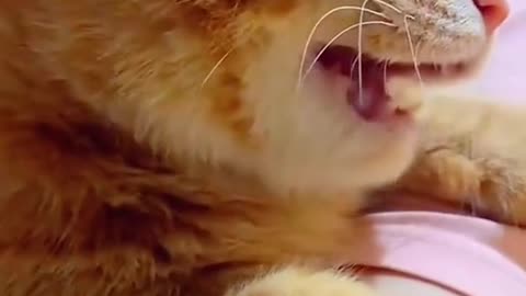 garfill cats but slim body