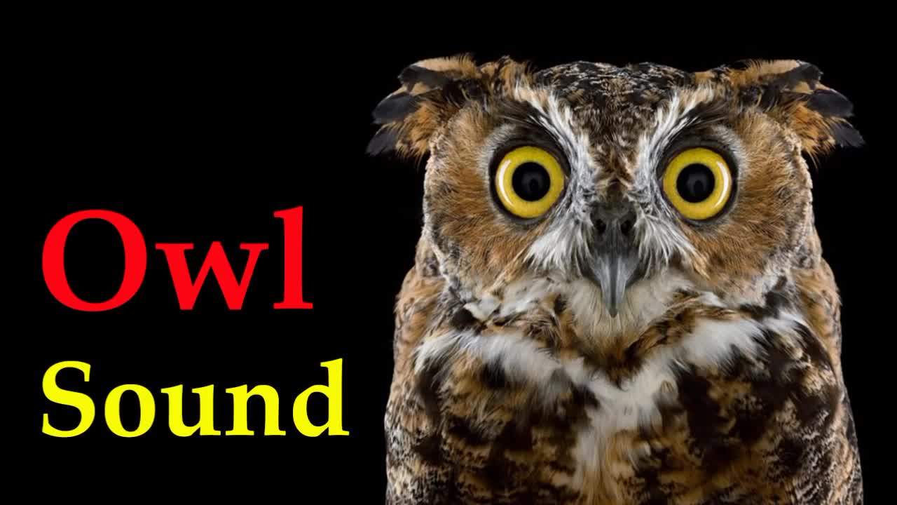 sound of owl at night - voice of bird