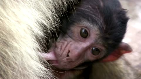 A monkey eats milk