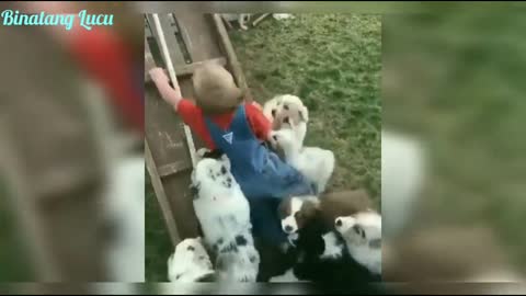 Funny Dog Videos and Cute Puppies