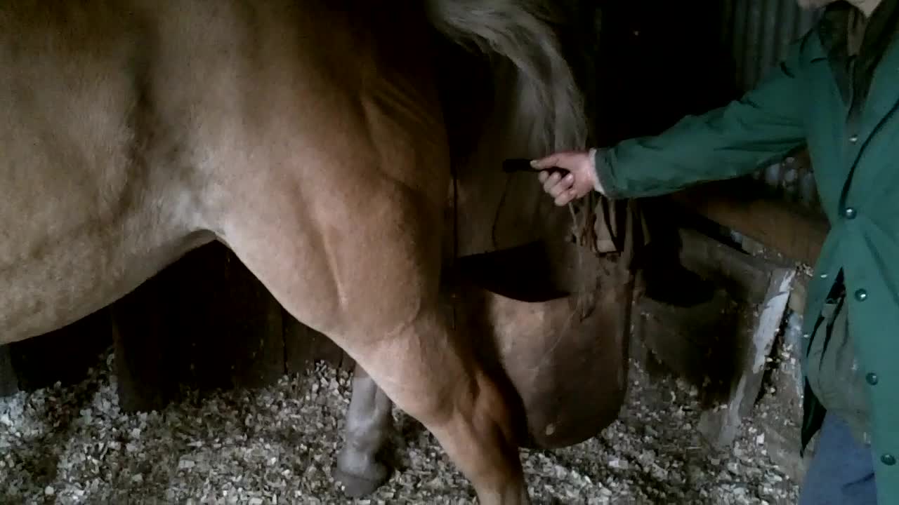 Quinny the pony trained to pee in a bucket