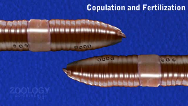 Earthworm- copulation and fertilization_Cut