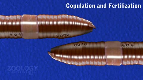 Earthworm- copulation and fertilization_Cut