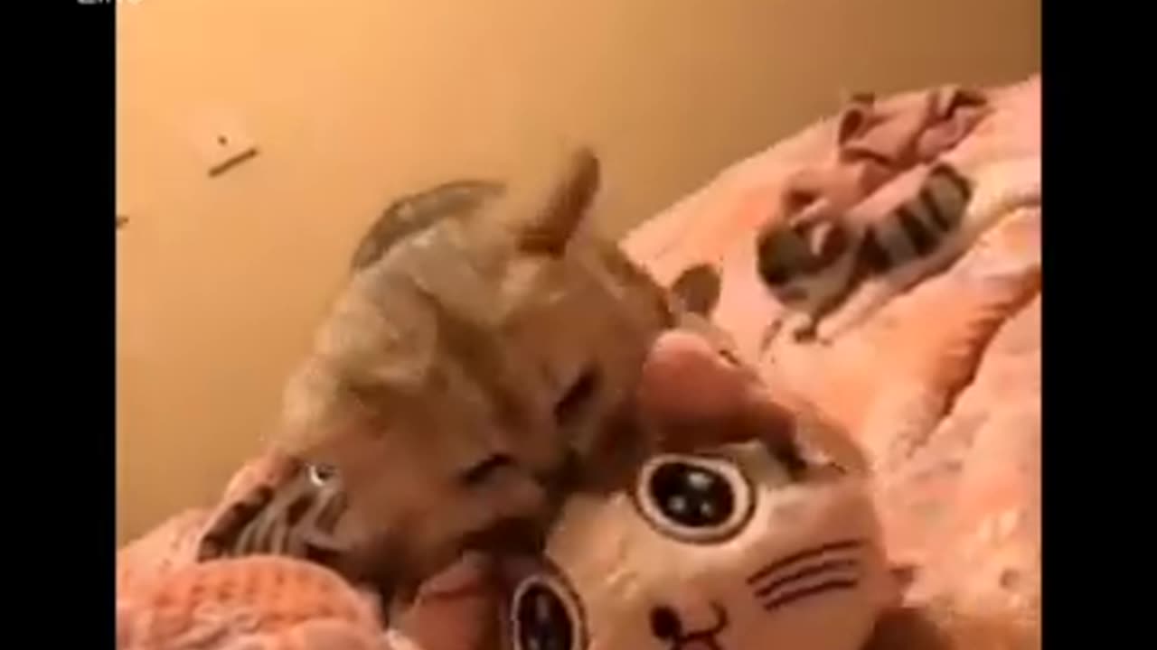 KEDİLERİN EN KOMİK ANLARI /// FUNNY CATS MOMENTS /// NE İZLESEM?