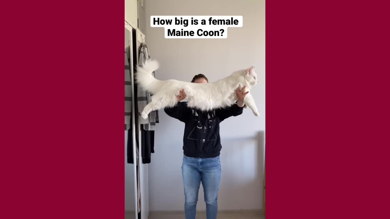 How Big is Female Cat?