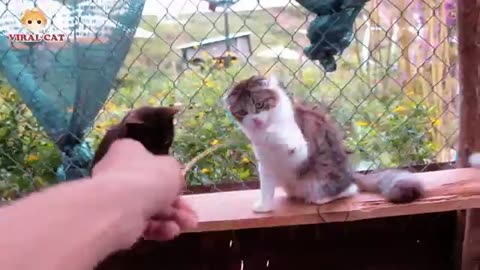 4k Quality Animal Footage - Cats & Kittens Beautiful Scenes | Viral Cat