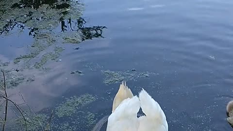 Swans at fanny stebbins