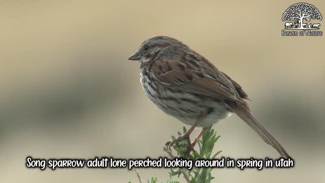 Song sparrow adult lone perched looking around in spring in utah