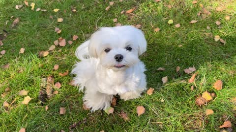 Maltese puppies are adventurous, but this could KILL them !