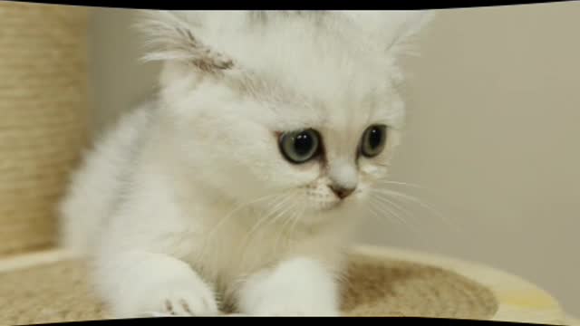 Cute it