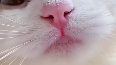 Funny cute cat