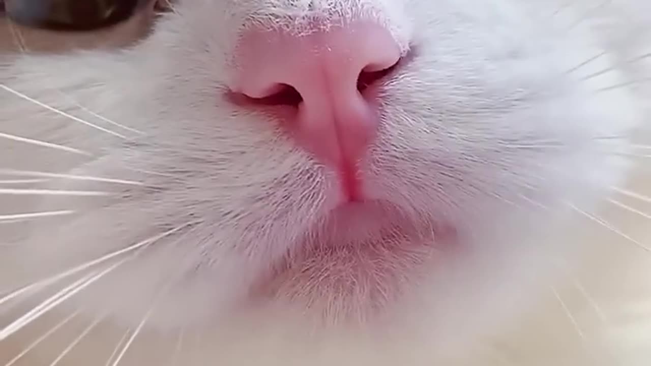 Funny cute cat