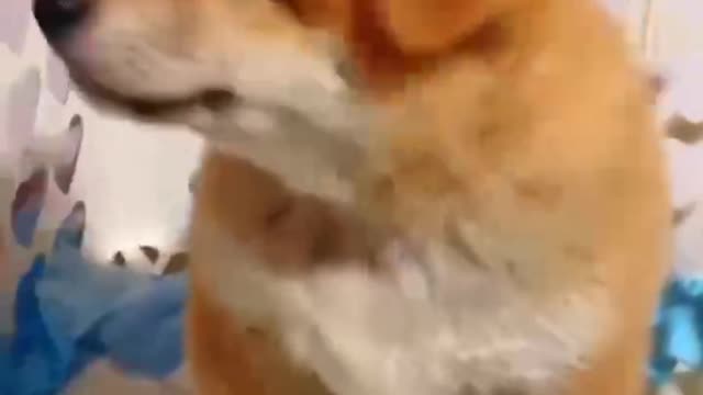 What a cute puppy