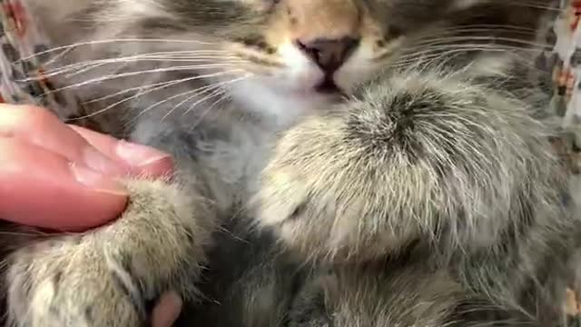 Cute Kitty Massaging the Paws Of a Kitten Honey Bunny Cat #Shorts