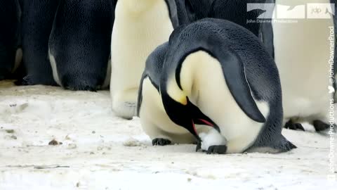 Robotic Penguin Lays EggCam & Gets A Surprising Viewpoint!