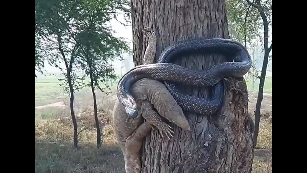 Black Snake paralyzed the Monitor Lizard